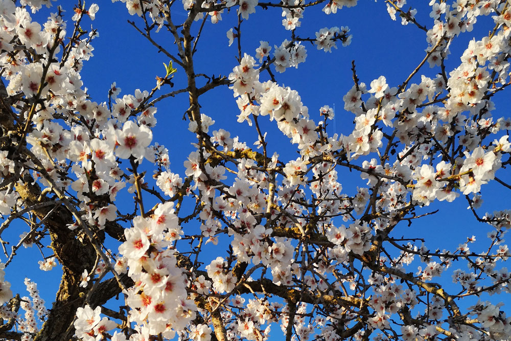 Frühling in Felantix