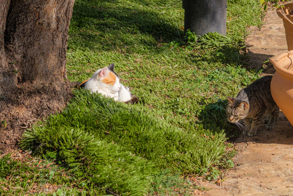 Entspannung pur bei Vida Libre